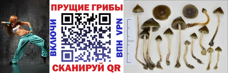 mega tor Ишим Галлюциногенные грибы мицелий